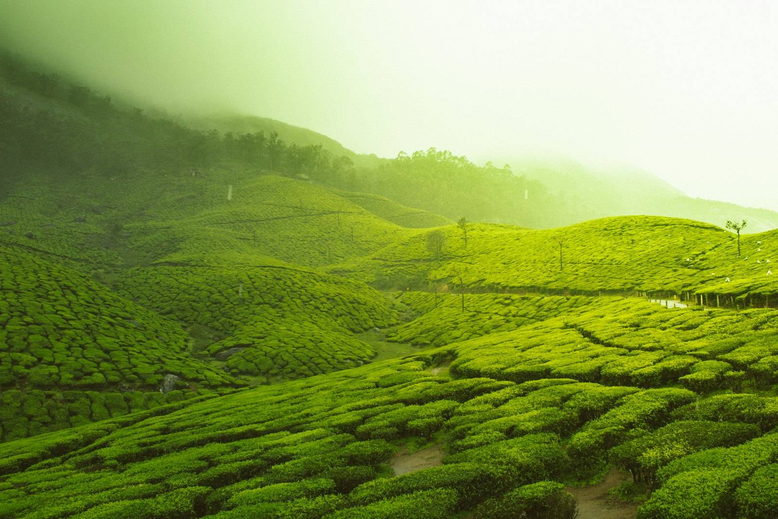 Rolling green tea gardens on misty hills